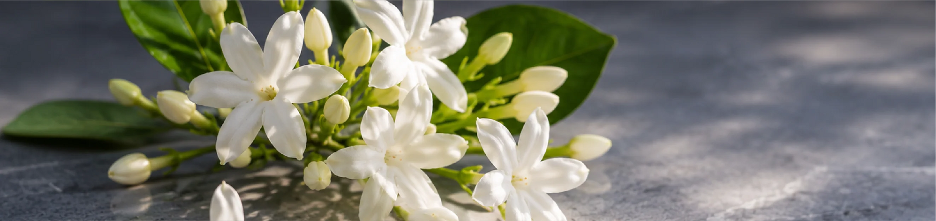 Jasmine Blossom