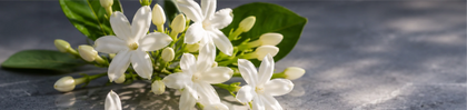 Jasmine Blossom