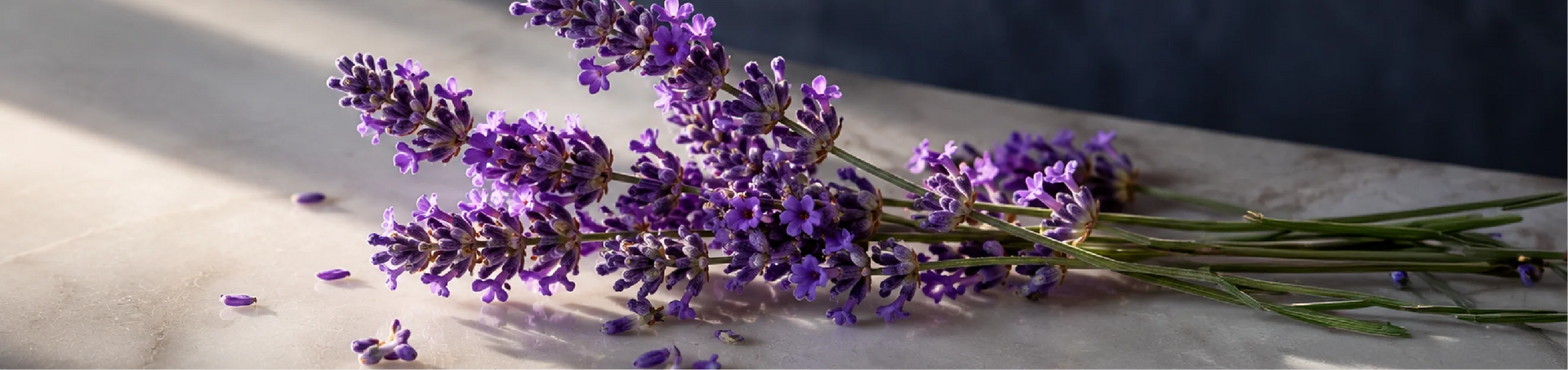 Lavender Garden