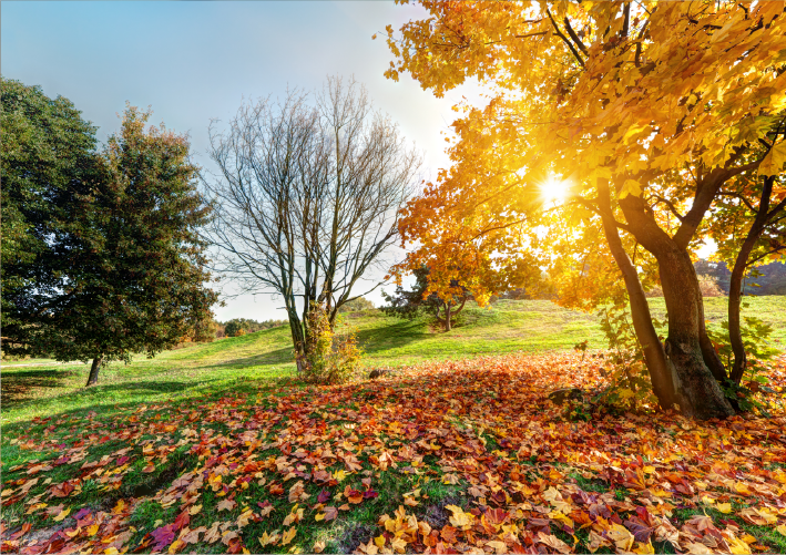 Autumn Harvests