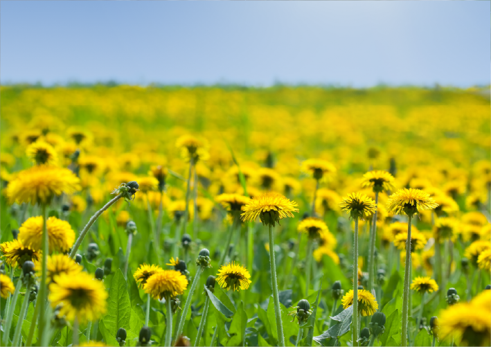Summer Breezes